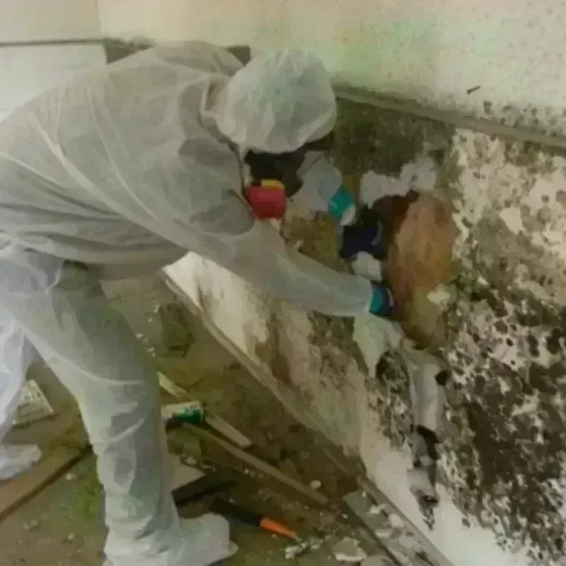 Mold Remediation and Removal in New Richmond, WI